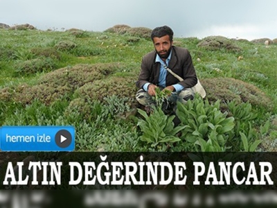 Altın değerinde pancar