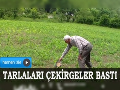 Bartında tarlaları çekirgeler bastı