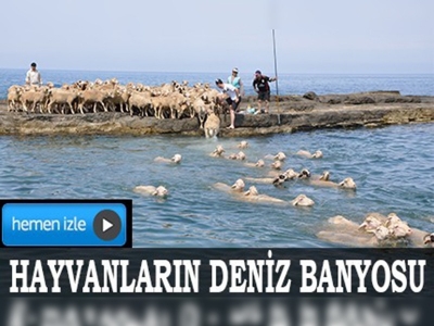 Yayla yolculuğu öncesi hayvanların deniz banyosu 