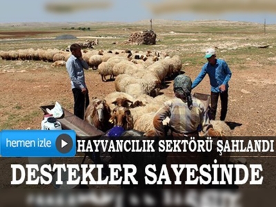 Destekler sayesinde hayvancılık sektörü şahlandı