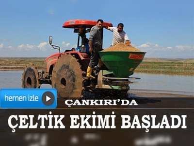 Çankırıda çeltik ekimi başladı