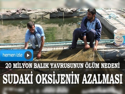 20 milyon balık yavrusu telef oldu