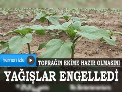 Ayçiçeğinde verim endişesi