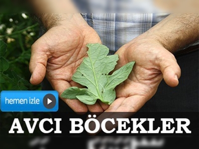 Avcı böcekler domatesleri de koruyacak