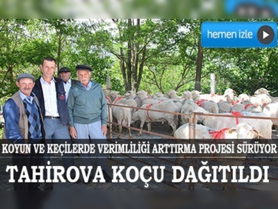 Denizlide Tahirova koçları dağıtıldı