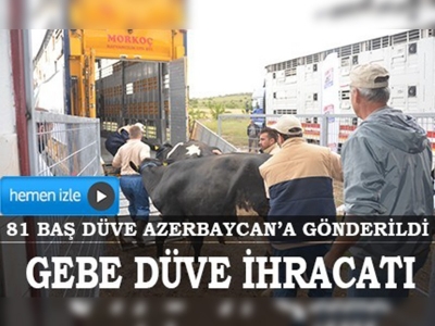 Azerbaycan'a gebe düve ihracatı