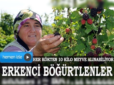 Erkenci böğürtlen üreticisinin yüzünü güldürdü 