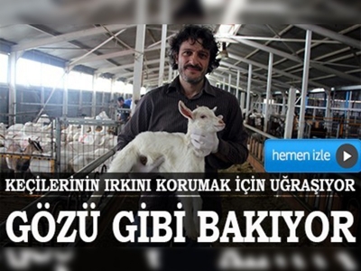 Irkı bozulmasın diye keçilerine gözü gibi bakıyor 