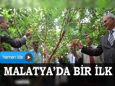 Malatyada serada kayısı yetiştirildi