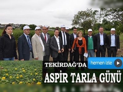 Tekirdağda aspir tarla günü	