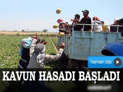 Amik Ovasında kavun hasadı başladı