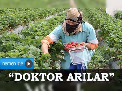 Doktor arıların desteğiyle çilek üretimi