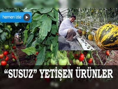 Susuz domates ve kavun yetiştirildi