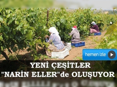 Yeni üzüm çeşitleri 