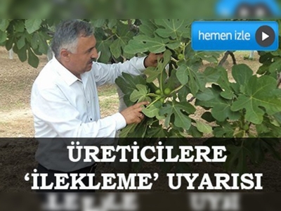 İncir üreticilerine 'ilekleme' uyarısı