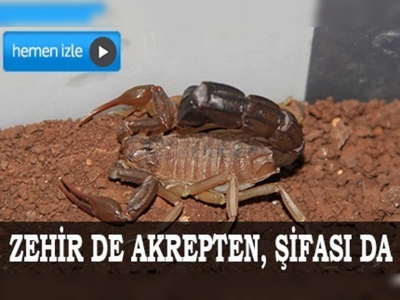 Zehir de akrepten, şifası da