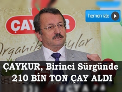 Çayda birinci sürgün yaş çay alımları tamamlandı 