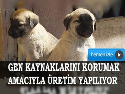 Kangal'ın gen kaynakları korunmalı