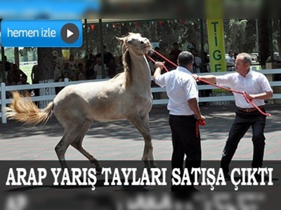 Arap yarış tayları satışa çıktı 