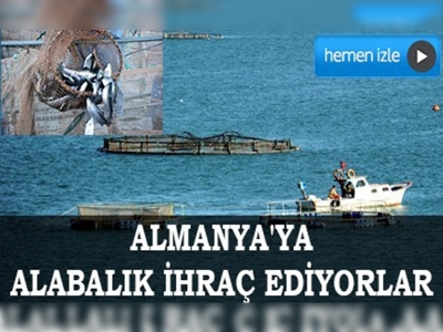 Almus'tan Almanya'ya alabalık ihracatı