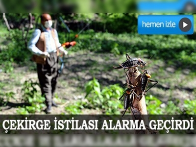 Çekirge istilası ilçeyi alarma geçirdi