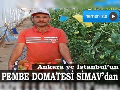 Kiloluk pembe domates seraların gözdesi oldu