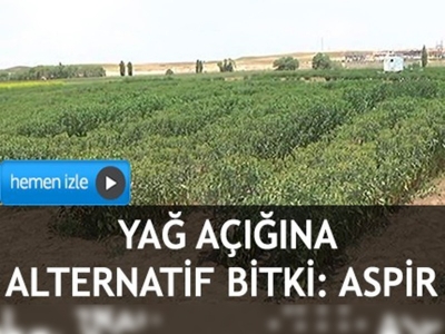 Yağ açığına alternatif bitki: Aspir