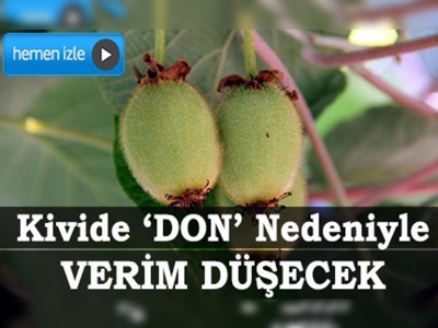 Kivide don nedeniyle verim düşecek