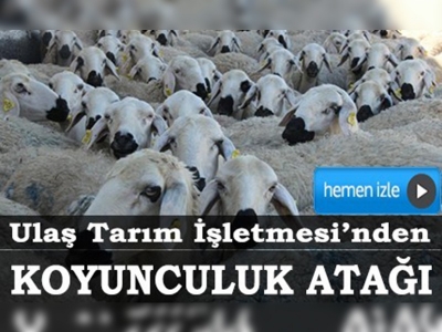 Ulaş Tarım İşletmesinden koyunculuk atağı