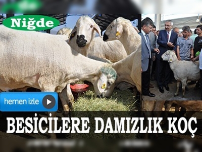 Niğde'de besicilere damızlık koç