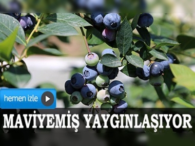 Alternatif ürün maviyemiş yaygınlaşıyor