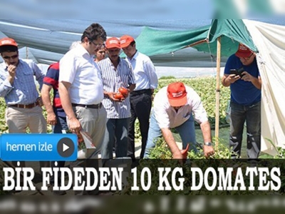 Domatesi eski lezzetine kavuşturdu 