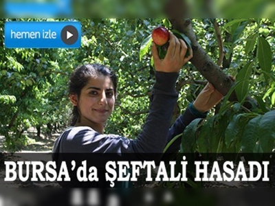 Bursada şeftali hasadı 