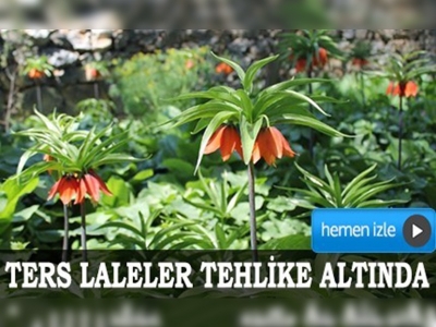 Ters laleler tehlike altında 