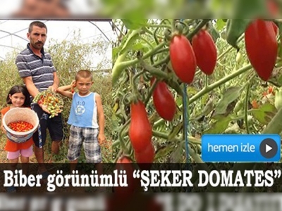 Biber görünümlü domates üretildi