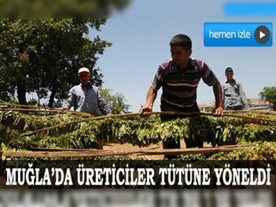 Muğlada üreticiler tütüne yöneldi