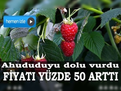 Ahududuyu dolu vurdu, fiyatı yüzde 50 arttı 