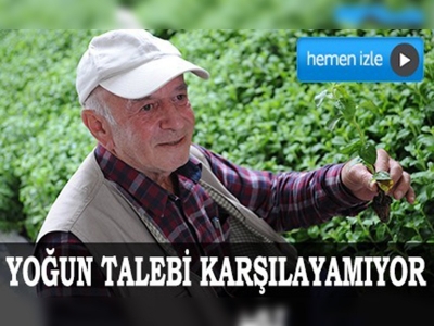 Stevia bitkisi üretiyor