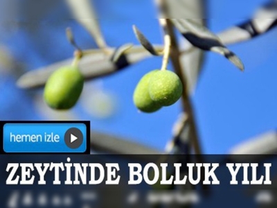 Zeytinde bolluk yılı