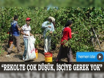 Orduda fındık işçisine ihtiyaç yok