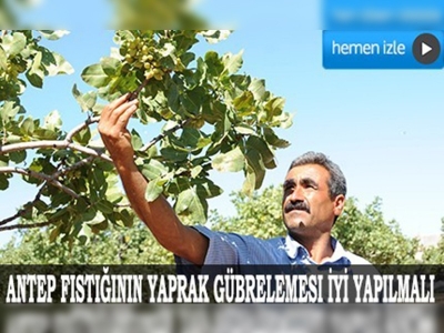 Antep fıstığında 'hassas bakım' uyarısı