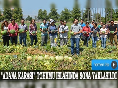 Adana karpuzu eski tadına kavuşuyor