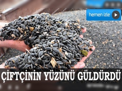 Ayçiçeği Çukurova çiftçisinin yüzünü güldürdü