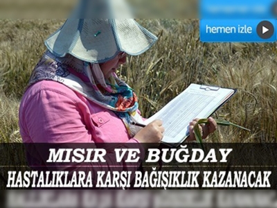 Üç buğday çeşidi CIMMYT tarafından tescil edildi