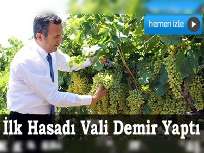 Denizlide çekirdeksiz üzüm hasadı