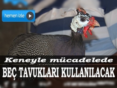 Keneye karşı beç tavuğuyla mücadele edilecek 