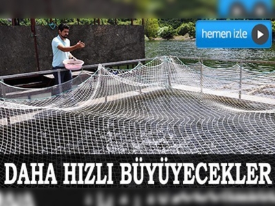 Alabalıklar daha hızlı büyüyecek