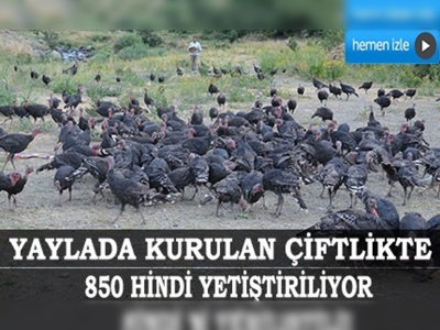 Cilo Sat Dağları'nda hindi çiftliği