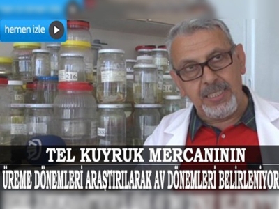 Akdeniz'in yeni gözde balığı ‘tel kuyruk mercanı’