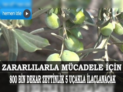 Zeytin sineği zararlısına karşı 3,3 milyon liralık önlem